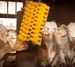 EasySwing Maxi Brush