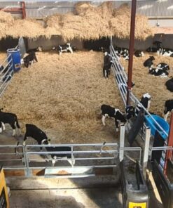 Calf Feed Gates